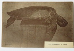 C. P. A. : GUADELOUPE : TORTUE, N° 312 - Schildkröten