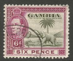 GAMBIA. GVI. 6d ELEPHANT USED. - Gambie (...-1964)