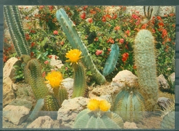 FLEURS - SANARY-BANDOL - MERVEILLEUSE FLORAISON DES CACTUS RARES DU MEXIQUE - Cactus