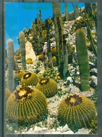 FLEURS - Végétation Tropicale Et Exotique (coussins De Belle Mère De EZE Village) - Cactus