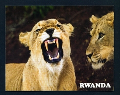 RWANDA - Lions In Akagera National Park Used Postcard As Scans - Rwanda