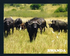 RWANDA - Buffaloes In Akagera National Park Used Postcard As Scans - Ruanda