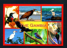 GAMBIA - Birds Multi View Used Postcard As Scans - Gambia