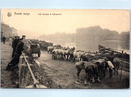 MILITARIA - Armée Belge -- Les Chevaux à L'Abreuvoir - Regimente