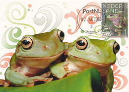 D38658 CARTE MAXIMUM CARD FD 2018 NETHERLANDS - EUROPEAN TREE FROG RAINETTE VERTE CP ORIGINAL - Frogs