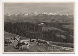 SUMISWALD Lüderenalp Kühe - Sumiswald