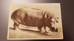 Hippo "Caspar" - Moscow ZOO -  Old Soviet PC 1930 - Hippopotames