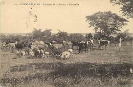 Pays Div-ref W648- Congo Francais - Troupeau De La Mission A Brazzaville - - Brazzaville