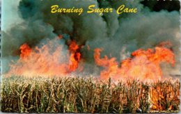 Hawaii Burning Sugar Cane Before Being Harvested - Big Island Of Hawaii