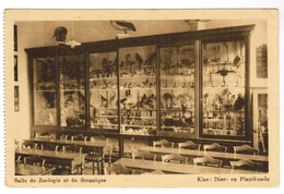 Brussel, Bruxelles, Universiteit, Université, Salle De Zoologie Et De Botanique, Klad Dier En Plantkinde (pk63545) - Education, Schools And Universities