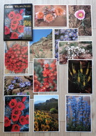 USA - A Set Of 12 Desert Wildflowers Postcards - Cactus