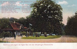 AK Gasthaus Zum Uglei Am Uglei-Seemit Rieseneiche - Ukleisee - Ca. 1920 (45471) - Eutin