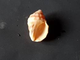 Marocco 45mm. - Seashells & Snail-shells