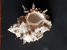 Filippine 80mm. - Seashells & Snail-shells