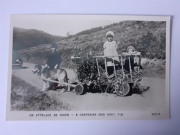 Un Attelage De Chien - A Caspesian Dog - Gaspé