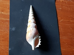 Filippine 130mm. - Seashells & Snail-shells