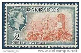 1950 BARBADE 195** Canne à Sucre, Issu De Série - Barbades (1966-...)
