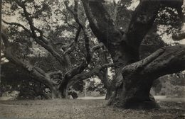 Magnificent Old Le Conte Oak On The University Campus, Berkeley, Cal. 17*11CM Fonds Victor FORBIN 1864-1947 - Places
