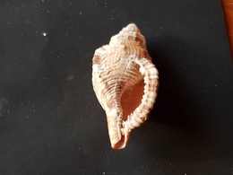 Filippine Mm 60 - Seashells & Snail-shells
