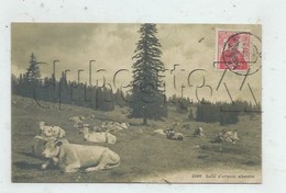 Arzier-Le Muid (Suisse, Vaud) : GP D'un Troupeau De Vaches En Alpage à Arzier En 1913 PF - Arzier-Le Muids