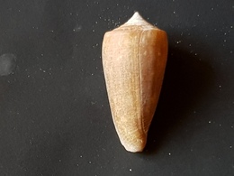 Filippine Mm 55 - Seashells & Snail-shells