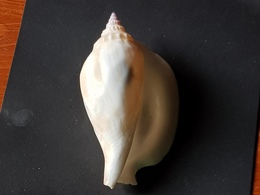 Filippine 85mm. - Seashells & Snail-shells