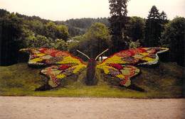 Photo Véritable De 1988 Lac De GERARDMER (Vosges)(papillon En Fleurs Butterfly With Flowers)*PRIX FIXE - Orte