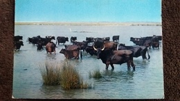 CPSM TAUREAUX LA CAMARGUE PAYS DE CIEL BLEU ET DE MIRAGES MANADE ED DE FRANCE 13 - Stiere