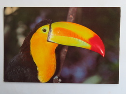Carte Postale : GUATEMALA : Tucan, Toucan - Guatemala
