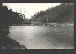 Grandrieu - Les Etangs Des Viviers - Carte Photo Gevaert Bints Philippeville - 1952 - Sivry-Rance