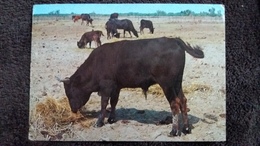 CPSM LES BELLES IMAGES DE CAMARGUE TAREAUX EN LIBERTE ED DE PROVENCE - Taureaux