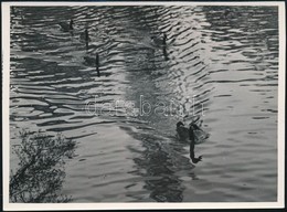 Cca 1933 Kinszki Imre (1901-1945) Budapesti Fotóművész Pecséttel Jelzett Vintage Fotóművészeti Alkotása (Aquatic Pattern - Andere & Zonder Classificatie