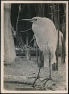 Cca 1931 Kinszki Imre (1901-1945) Budapesti Fotóművész Pecséttel Jelzett Vintage Fotóművészeti Alkotása (Fehér Vízimadár - Andere & Zonder Classificatie