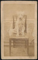Cca 1860 Id. Gróf Nyáry Izidor Kutyája, Feliratozott, Vizitkártya Méretű, Vintage Fotó, 10x6 Cm - Autres & Non Classés