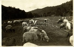 * T1/T2 Szováta, Sovata; Legelő Juhnyáj / Flock Of Sheep. Photo. Atelier 'Helios' M. Gebauer - Ohne Zuordnung