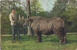 ** T2/T3 New York City, New York Zoological Park, Two-Horned African Rhinoceros (fl) - Sonstige & Ohne Zuordnung