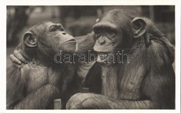 ** T1 Barátkozás, Kiadja Budapest Székesfőváros állat- és Növénykertje / Chimpanzee Friendship, Budapest Zoo - Unclassified