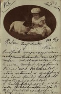 T2/T3 1902 Child With Dog. Photo (EK) - Unclassified