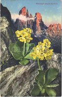 ** T1/T2 Platenigel (Alpen-Aurikel) / Primula Auricula, Mountain Flower - Unclassified