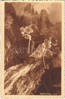 ** T1 Plattenigl (Alpenaurikel) / Primula Auricula, Mountain Flower - Ohne Zuordnung