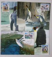 Maxi Cards Of Taiwan 2006 Cute Animal - King Penguin Stamps - Tarjetas – Máxima