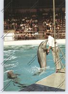 TIERE - DELFIN / DELPHIN / DOLPHIN / DAUPHIN - Dolfinarium Harderwijk - Dauphins