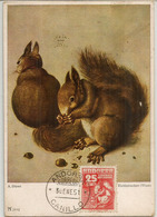 Ecureuil Roux D'Andorre, Belle Carte-maximum,oblitération Canillo 30 Jan 1951 - Maximum Cards