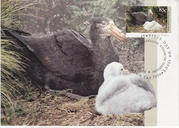 Australian Antarctic Territory 1992 Northern Giant Petrel,used On Maximum Card - Cartes-maximum