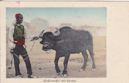 AK Wasserbüffel Mit Führer - Afrika - Feldpost Kgl. Preuss. Armee-Fernsprech-Abteilung 22 - 1917 (45608) - Afrique