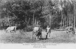 Ile D'Oléron. Boyardville       17     Boulevard De La Caserne.Etienne Gardant Ses Vaches.     (voir Scan) - Ile D'Oléron