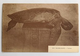 C. P. A. : GUADELOUPE : TORTUE, N° 312 - Schildkröten