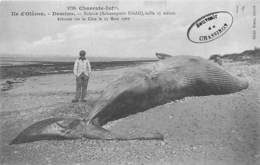 Ile D'Oléron.  Domino       17     Baleine échouée Mars 1909    (voir Scan) - Ile D'Oléron