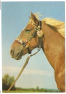 AN 095  MODERN FANTASY POSTCARD , ANIMALS , HORSES - Pferde