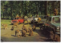 Carte Postale  Angleterre Woburn  Le Zoo Trés Beau Plan - Autres & Non Classés